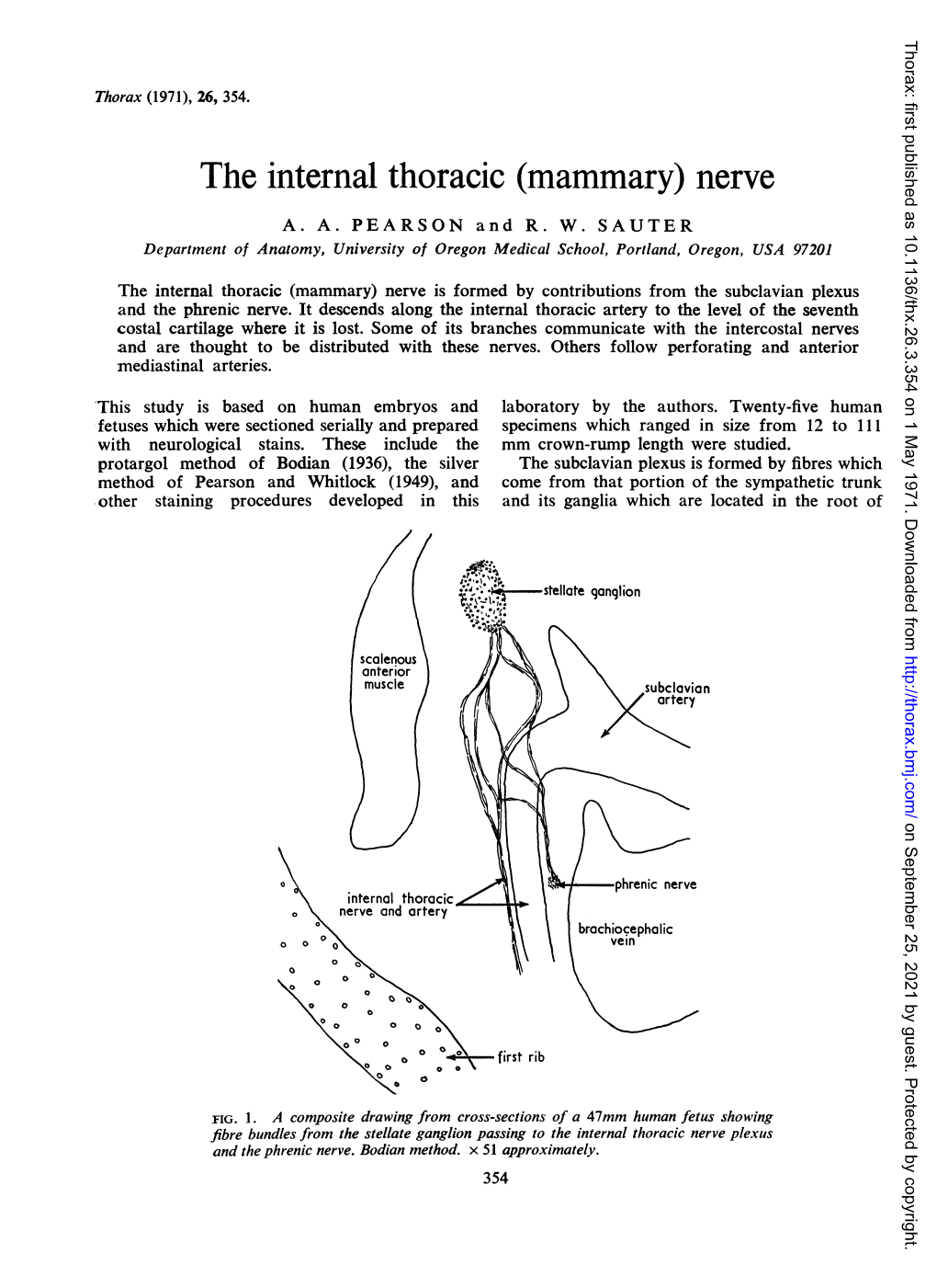 The Internal Thoracic (Mammary) Nerve A