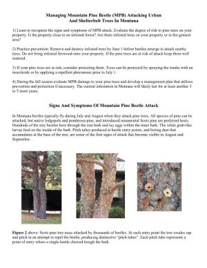 Managing Mountain Pine Beetle (MPB) Attacking Urban and Shelterbelt Trees in Montana
