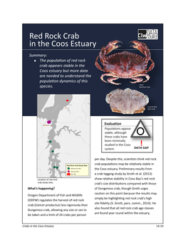 Red Rock Crab in the Coos Estuary
