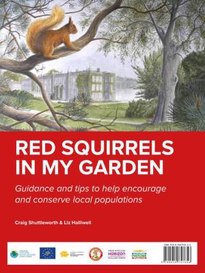 Red Squirrels in My Garden Gwiwer Yn Fy Ng