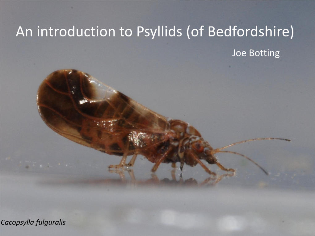 An Introduction to Psyllids (Of Bedfordshire) Joe Botting