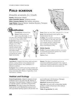 Field Scabious (PDF)