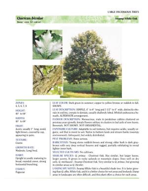 Quercus Bicolor Swamp White Oak - (Kwer�-Cuss Bi�-Cul-Er)