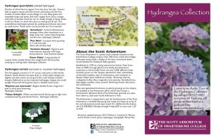 Hydrangea Collection with Hints of Purple