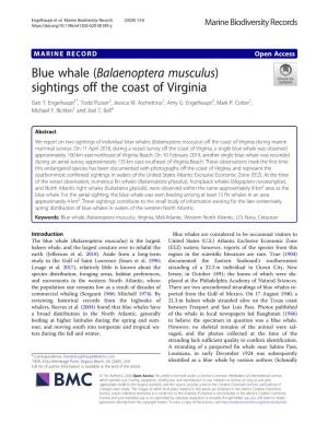 Blue Whale (Balaenoptera Musculus) Sightings Off the Coast of Virginia Dan T
