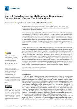 Current Knowledge on the Multifactorial Regulation of Corpora Lutea Lifespan: the Rabbit Model