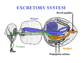 EXCRETORY SYSTEM Rectal Papillae