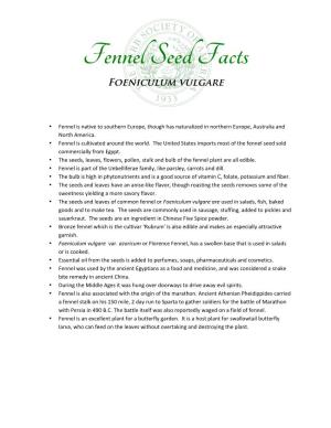 Fennel Seed Facts Foeniculum Vulgare