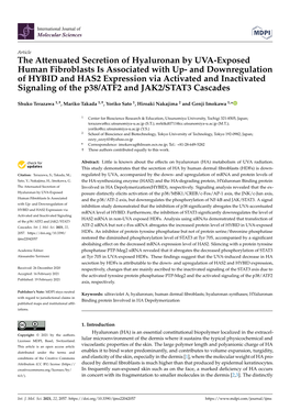 The Attenuated Secretion of Hyaluronan by UVA