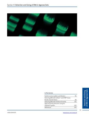 Section IV: Detection and Sizing of DNA in Agarose Gels