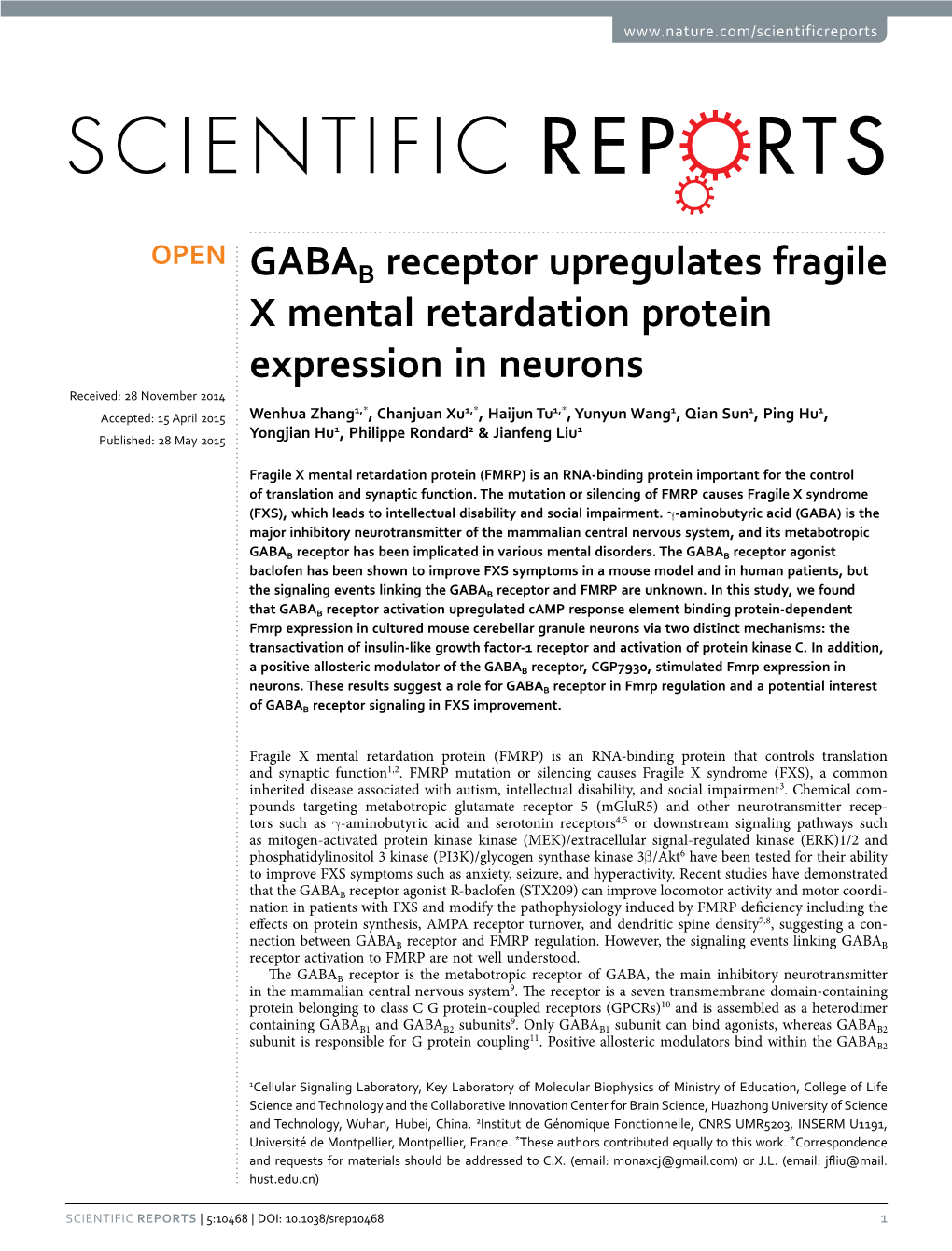 GABAB Receptor Upregulates Fragile X Mental Retardation Protein