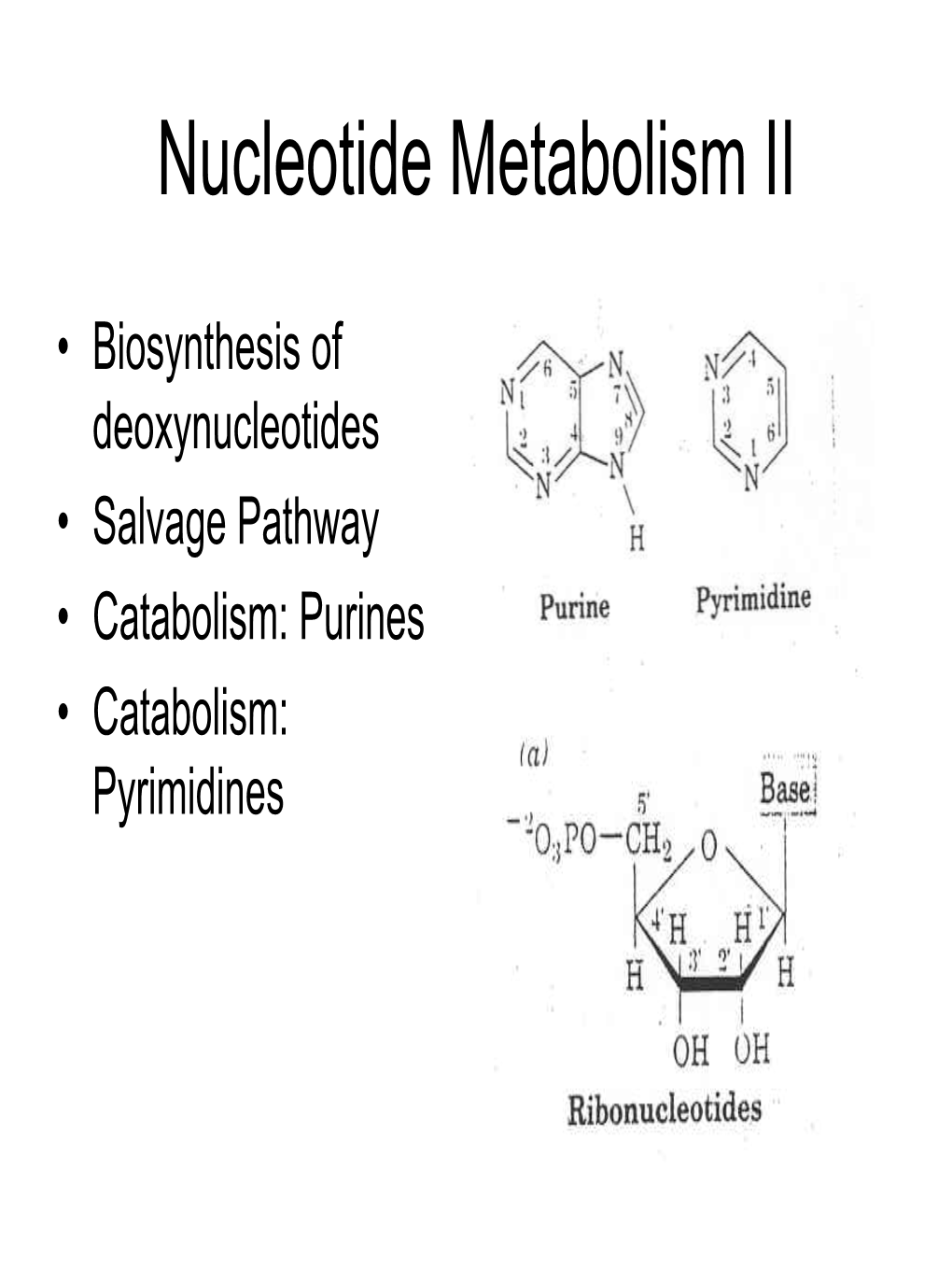 Nucleotide Metabolism II