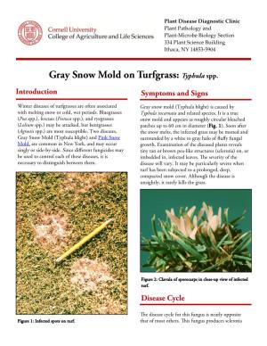 Gray Snow Mold on Turfgrass: Typhula Spp