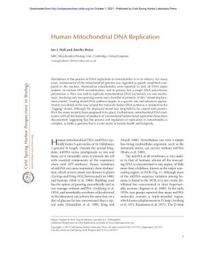 Human Mitochondrial DNA Replication
