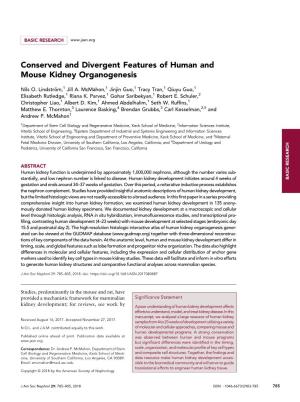 Conserved and Divergent Features of Human and Mouse Kidney Organogenesis