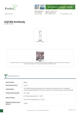 UQCRB Antibody Cat