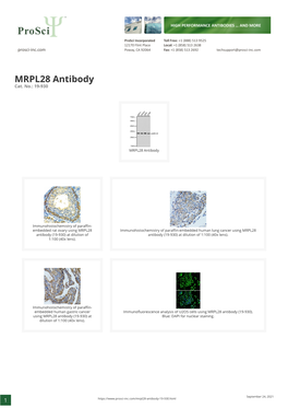 MRPL28 Antibody Cat