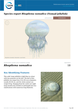 Species Report Rhopilema Nomadica (Nomad Jellyfish)