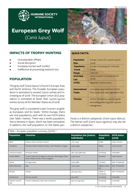 European Grey Wolf (Canis Lupus)