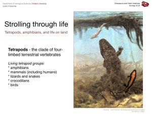 Tetrapods, Amphibians, and Life on Land