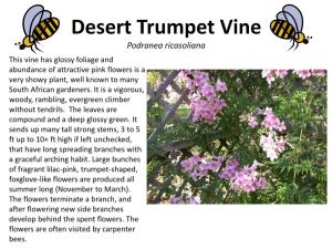 Desert Trumpet Vine