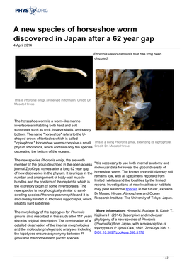 A New Species of Horseshoe Worm Discovered in Japan After a 62 Year Gap 4 April 2014