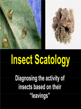 Insect Scatology