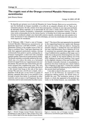 The Cryptic Nest of the Orange-Crowned Manakin Heterocercus Aurantiivertex José Alvarez Alonso Cotinga 16 (2001): 87–89