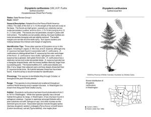 Dryopteris Carthusiana (Vill.) H.P