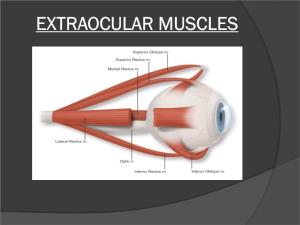 Extraocular Muscles Orbital Muscles