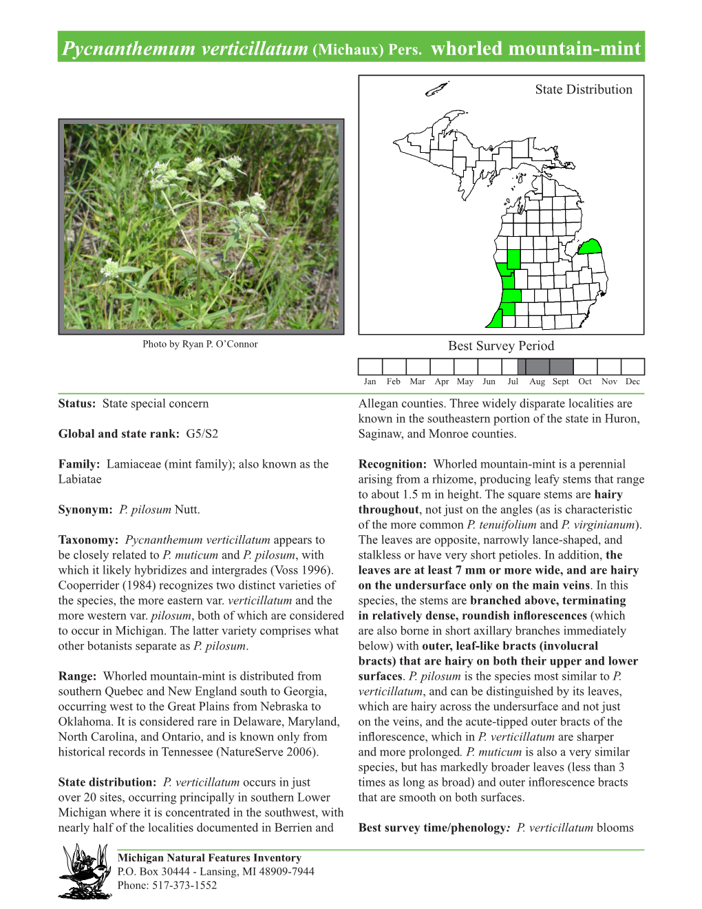 Pycnanthemum Verticillatum (Michaux) Pers