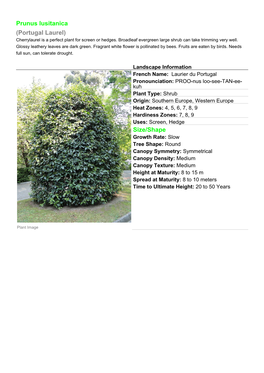 Prunus Lusitanica (Portugal Laurel) Cherrylaurel Is a Perfect Plant for Screen Or Hedges