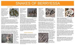 Snakes of Berryessa