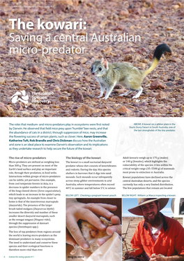 The Kowari: Saving a Central Australian Micro-Predator