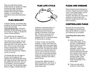 Flea Life Cycle Fleas and Disease Flea Biology