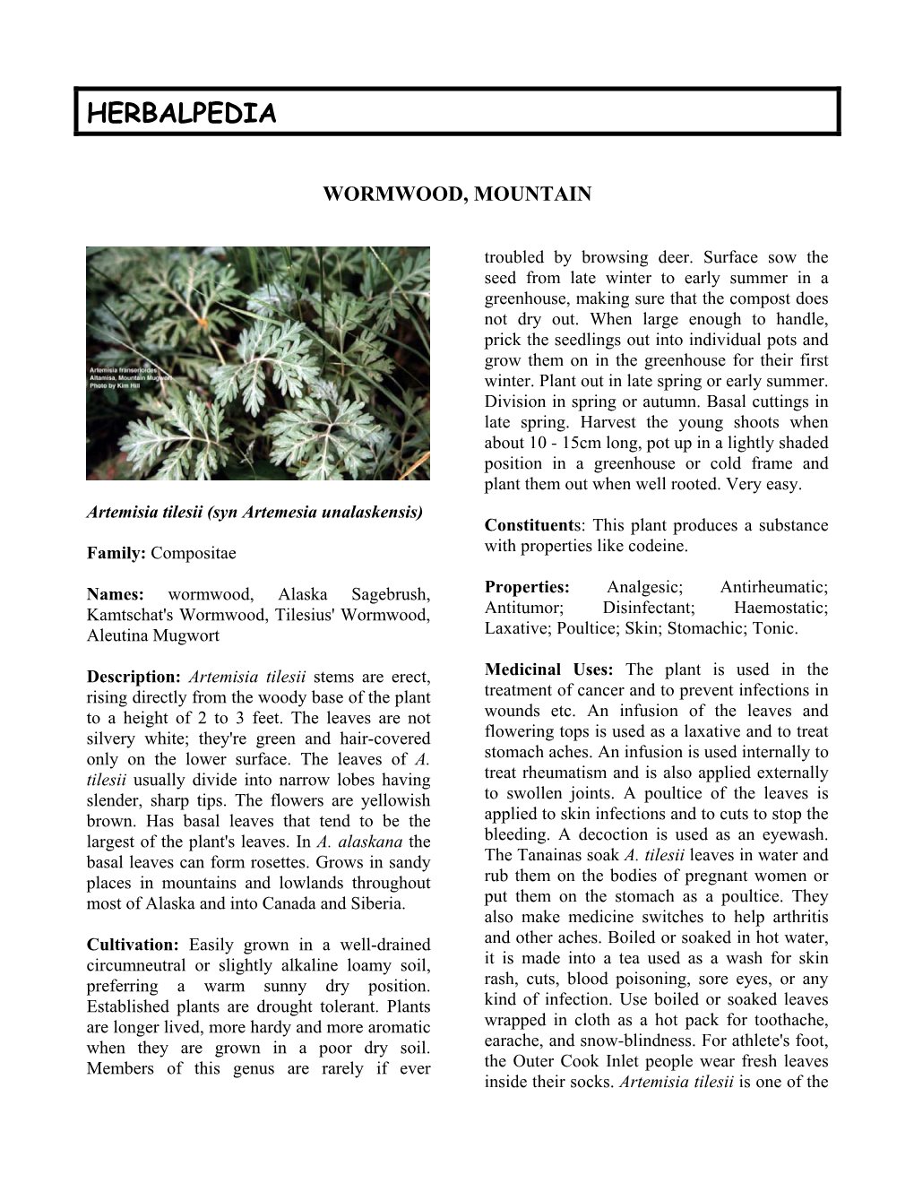 Mountain Wormwood