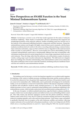 New Perspectives on SNARE Function in the Yeast Minimal Endomembrane System