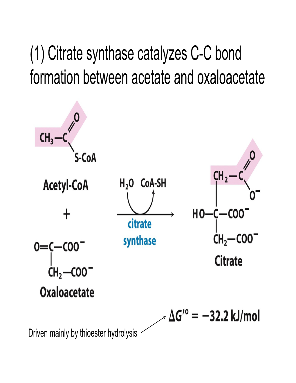 Citrate Synthase Catalyzes CC Bond Formation Between Acetate And