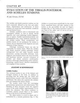 Evaluation of the Tibialis Posterior and Achilles Tendons