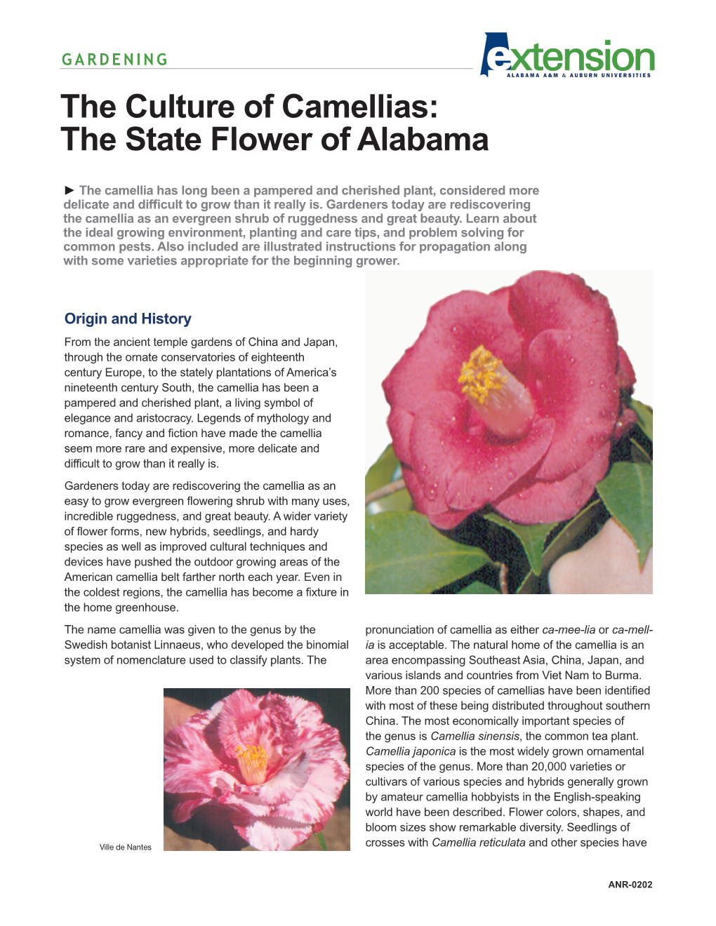 The Culture of Camellias: the State Flower of Alabama