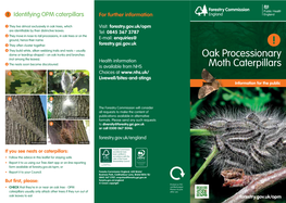 Oak Processionary Moth Caterpillars