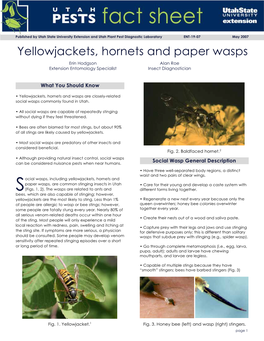 Yellowjackets, Hornets, and Paper Wasps