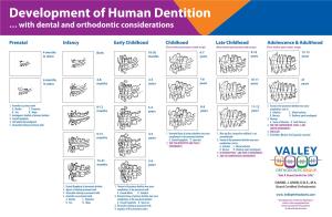 Development of Human Dentition … with Dental and Orthodontic Considerations