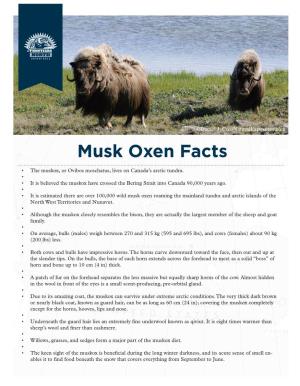 Musk Oxen Facts