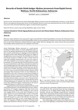 Records of Sunda Stink-Badger Mydaus Javanensis from Rajuk Forest, Malinau, North Kalimantan, Indonesia