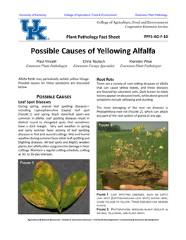 Possible Causes of Yellowing Alfalfa