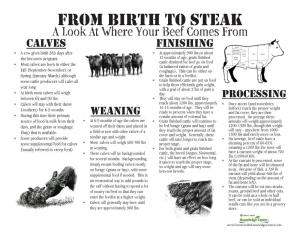 From Birth to Steak a Look at Where Your Beef Comes from Calves Finishing • a Cow Gives Birth 285 Days After • at Approximately 900 Lbs,Or About She Becomes Pregnant