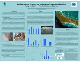 The Distribution, Diversity and Abundance of Elasmobranches in the Mangrove Creeks of South Eleuthera, Bahamas