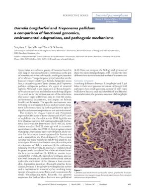 Borrelia Burgdorferi and Treponema Pallidum: a Comparison of Functional Genomics, Environmental Adaptations, and Pathogenic Mechanisms