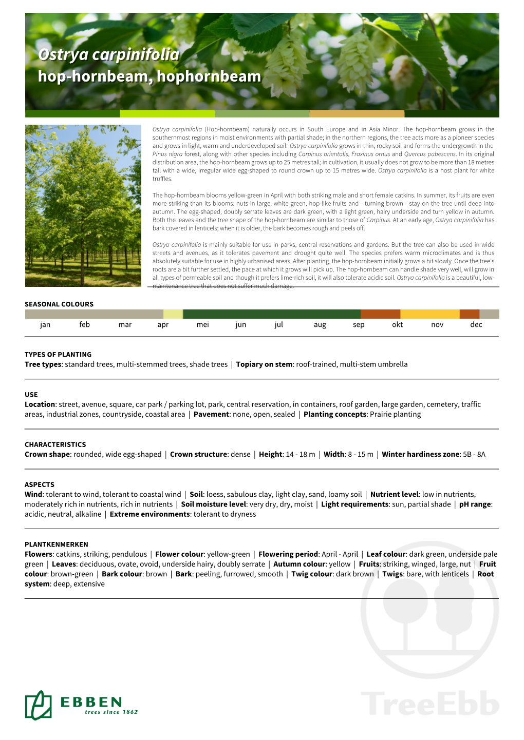 Ostrya Carpinifoliacarpinifolia Hop-Hornbeam,Hop-Hornbeam, Hophornbeamhophornbeam